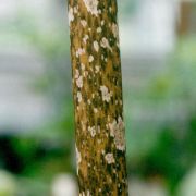 Image of Amorphophallus napiger  Gagn..