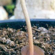 Image of Amorphophallus obscurus  Hett. & M. Sizemore.