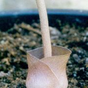 Image of Amorphophallus obscurus  Hett. & M. Sizemore.