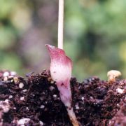 Image of Amorphophallus obscurus  Hett. & M. Sizemore.