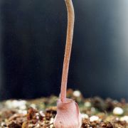 Image of Amorphophallus obscurus  Hett. & M. Sizemore.