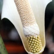 Image of Amorphophallus ochroleucus  Hett. & V.D. Nguyen.