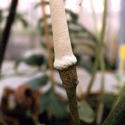 Image of Amorphophallus ochroleucus  Hett. & V.D. Nguyen.