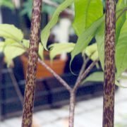 Image of Amorphophallus ochroleucus  Hett. & V.D. Nguyen.