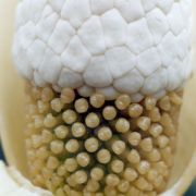 Image of Amorphophallus ochroleucus  Hett. & V.D. Nguyen.