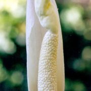 Image of Amorphophallus operculatus  (ined.).