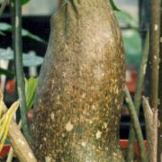 Image of Amorphophallus opertus  Hett..