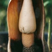 Image of Amorphophallus opertus  Hett..