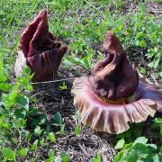 Image of Amorphophallus paeoniifolius  (Dennst.) Nicolson.