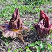 Image of Amorphophallus paeoniifolius  (Dennst.) Nicolson.