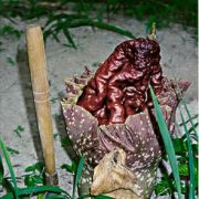 Image of Amorphophallus paeoniifolius  (Dennst.) Nicolson.