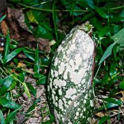 Image of Amorphophallus paeoniifolius  (Dennst.) Nicolson.