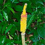 Image of Amorphophallus paeoniifolius  (Dennst.) Nicolson.