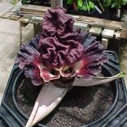 Image of Amorphophallus paeoniifolius  (Dennst.) Nicolson.