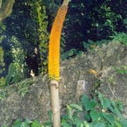 Image of Amorphophallus paeoniifolius  (Dennst.) Nicolson.