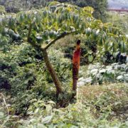 Image of Amorphophallus paeoniifolius  (Dennst.) Nicolson.