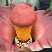 Image of Amorphophallus paeoniifolius  (Dennst.) Nicolson.