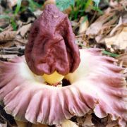 Image of Amorphophallus paeoniifolius  (Dennst.) Nicolson.