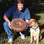 Image of Amorphophallus paeoniifolius  (Dennst.) Nicolson.