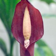 Image of Amorphophallus palawanensis  Bogn. & Hett..