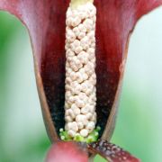 Image of Amorphophallus palawanensis  Bogn. & Hett..