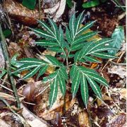 Image of Amorphophallus pendulus  Bogn. & Mayo.