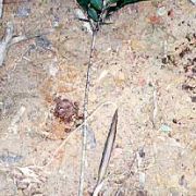 Image of Amorphophallus pendulus  Bogn. & Mayo.