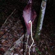 Image of Amorphophallus pendulus  Bogn. & Mayo.