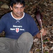 Image of Amorphophallus pendulus  Bogn. & Mayo.