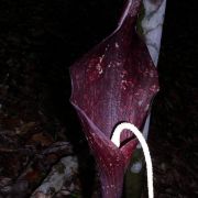 Image of Amorphophallus pendulus  Bogn. & Mayo.