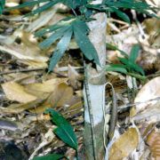 Image of Amorphophallus pendulus  Bogn. & Mayo.