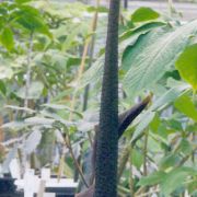 Image of Amorphophallus pilosus  Hett..