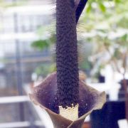 Image of Amorphophallus pilosus  Hett..