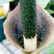 Image of Amorphophallus pilosus  Hett..