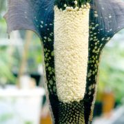 Image of Amorphophallus pilosus  Hett..