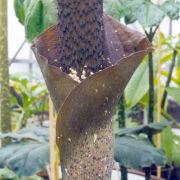 Image of Amorphophallus pilosus  Hett..