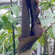 Image of Amorphophallus pilosus  Hett..