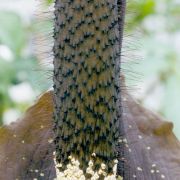 Image of Amorphophallus pilosus  Hett..