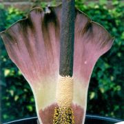 Image of Amorphophallus plicatus  Bok & Lam.