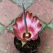 Image of Amorphophallus plicatus  Bok & Lam.