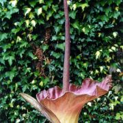 Image of Amorphophallus plicatus  Bok & Lam.