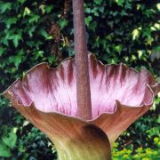 Image of Amorphophallus plicatus  Bok & Lam.