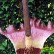 Image of Amorphophallus plicatus  Bok & Lam.