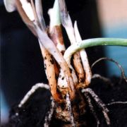 Image of Amorphophallus polyanthus  Hett. & M. Sizemore.