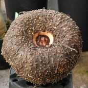 Image of Amorphophallus prainii  Hook f..