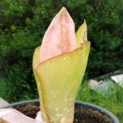 Image of Amorphophallus prainii  Hook f..