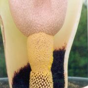 Image of Amorphophallus prainii  Hook f..