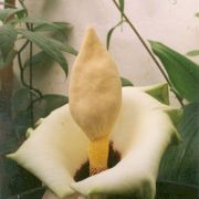 Image of Amorphophallus prainii  Hook f..