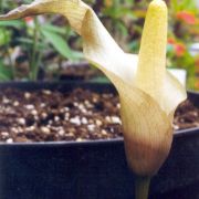 Image of Amorphophallus preussii  (Engl.) N.E. Br..