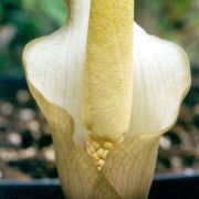 Image of Amorphophallus preussii  (Engl.) N.E. Br..